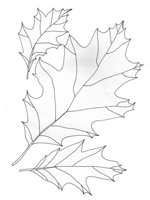 Quercus Rubra-Aurea-Red Oak